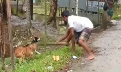 হাঁস খাওয়ার অপবাদে দড়ি দিয়ে  বেঁধে দুই কুকুরকে পিটিয়ে হত্যা