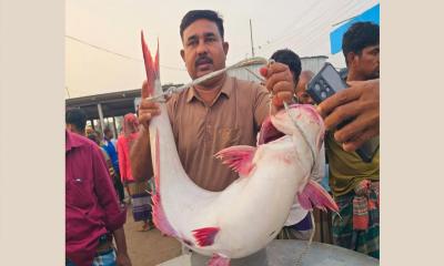 পদ্মায় ধরা পরল ২৫ কেজির পাঙাশ, বিক্রি কত টাকায়