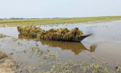 হাওড়ে স্বামীর সঙ্গে ডুবে যাওয়া ধান কাটতে গিয়ে প্রাণ হারালেন গৃহবধূ