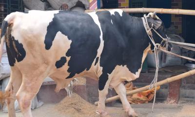 কোরবানির জন্য প্রস্তুত ১৪ ফুট লম্বা ‘বাহুবালী’