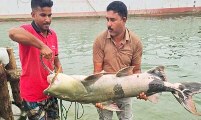 পদ্মার এক বাঘাইড় বিক্রি ৬৫৬৭৫ টাকায়