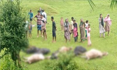 মৌলভীবাজারে বজ্রপাতে একসঙ্গে ১৩ গরুর মৃত্যু