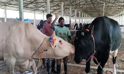 কোরবানির বাজার মাতাতে প্রস্তুত ‘কালা বাবু’ ও ‘ধলা বাবু’