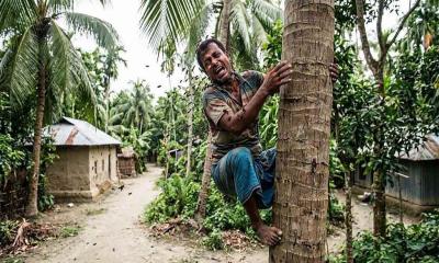 ডাব চুরি করতে গিয়ে ভিমরুলের কামড়, বিপদে পড়ে মালিককেই ডাকলেন চোর