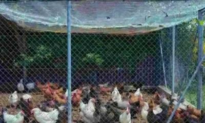 শিয়াল ঠেকাতে নিজের পাতা বিদ্যুতের ফাঁদেই প্রাণ গেল খামারির