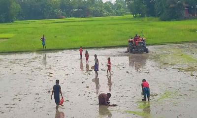 ট্রাক্টরের লাঙলে ভেসে ওঠা দেশি মাছ ধরার আনন্দে শিশুরা