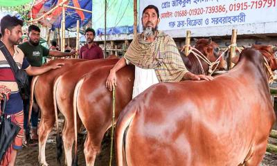 গাবতলী হাটে হতাশা, অবিক্রিত পশু নিয়ে ফিরছেন খামারিরা