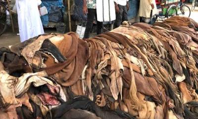 ঈদের চামড়ার বাজারে ধস, হতাশ ব্যবসায়ীরা