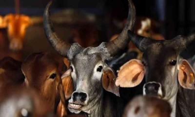 পশ্চিমবঙ্গে পশু জবাইয়ে কঠোর নিষেধাজ্ঞা দিল বিজেপি সরকার