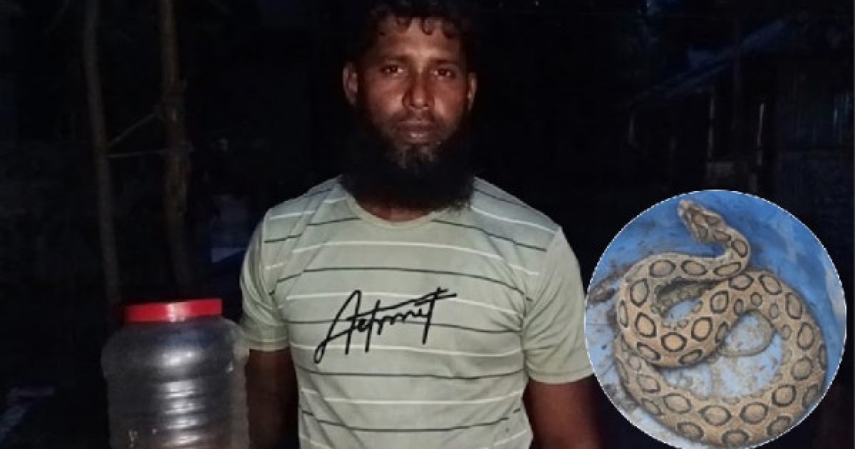 কামড় খেয়ে পলিথিনে করে রাসেলস ভাইপার নিয়ে বাড়ি ফিরলেন যুবক