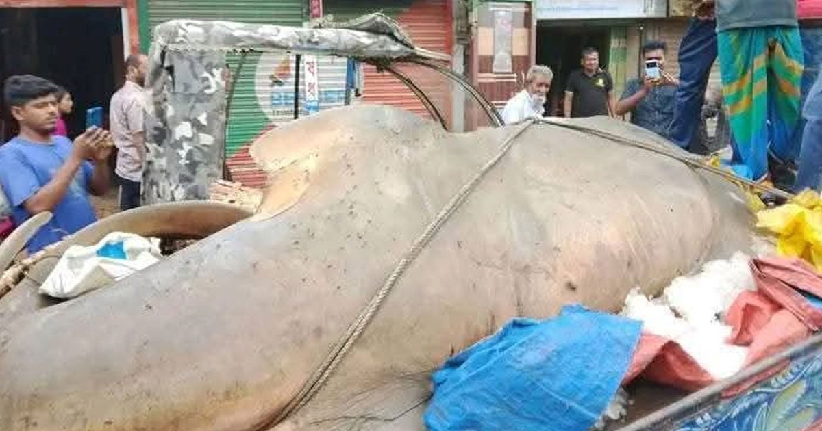 বঙ্গোপসাগরে জালে ধরা পড়ল ২০ মণ ওজনের  খটক মাছ, বিক্রি কত টাকায়