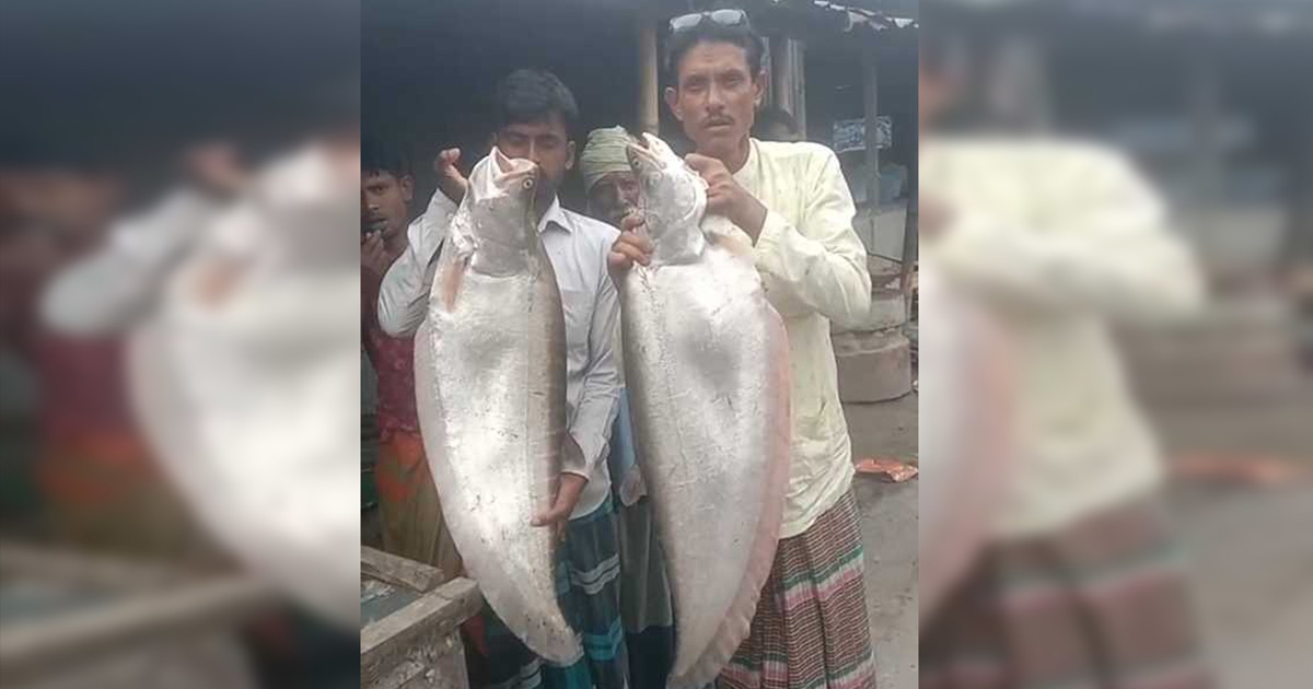 ব্রহ্মপুত্র নদে জেলের জালে ধরা পড়ল বিশাল ২ চিতল