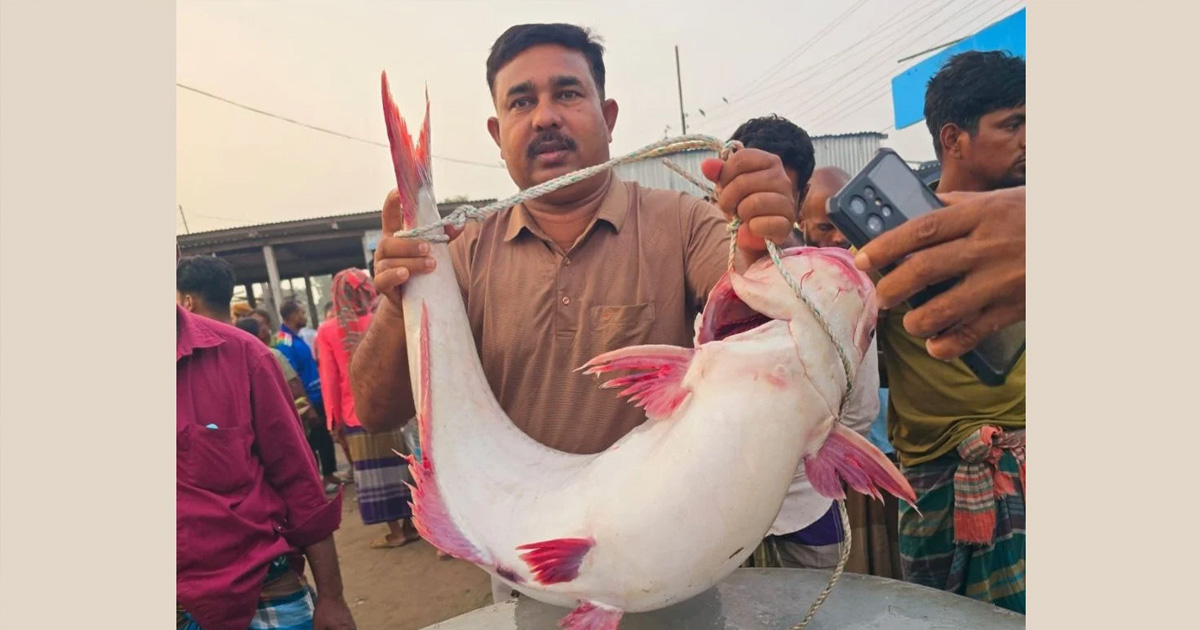 পদ্মায় ধরা পরল ২৫ কেজির পাঙাশ, বিক্রি কত টাকায়