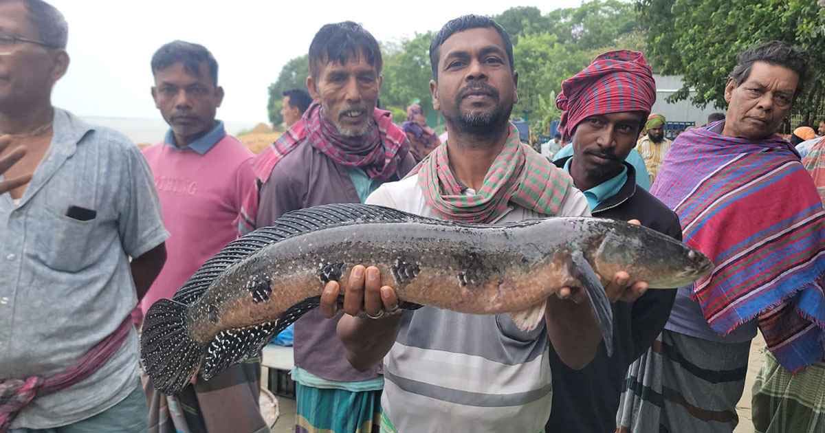 ইছামতিতে ধরা পড়ল বিশাল গজার, বিক্রি কত টাকায়