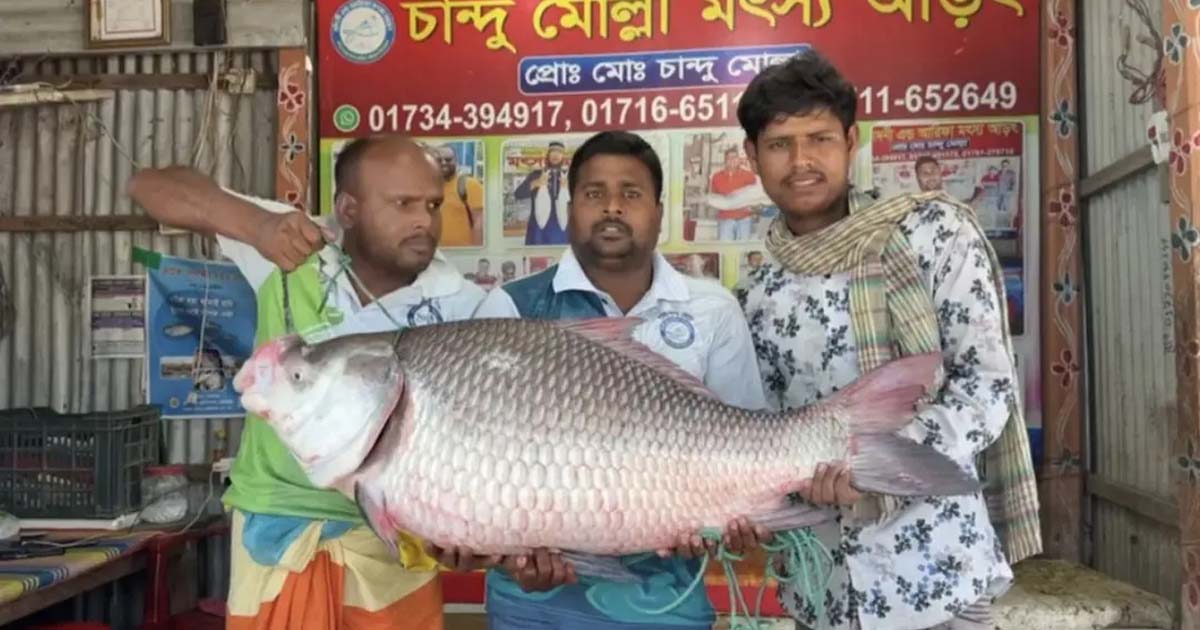 পদ্মায় ধরা পরল ২৫ কেজি ওজনের বিশাল কাতল