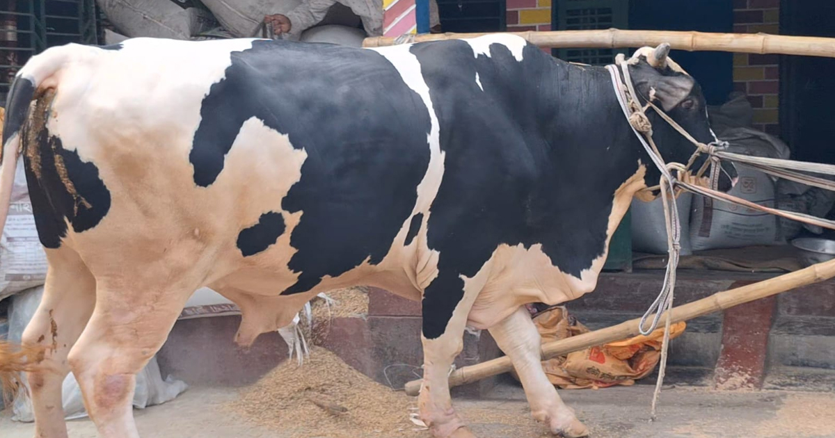 কোরবানির জন্য প্রস্তুত ১৪ ফুট লম্বা ‘বাহুবালী’