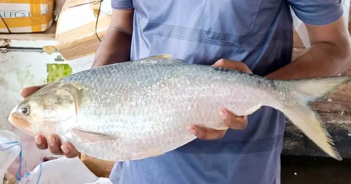 ২ কেজি ৭০০ গ্রামের ইলিশ ১৬ হাজারে বিক্রি