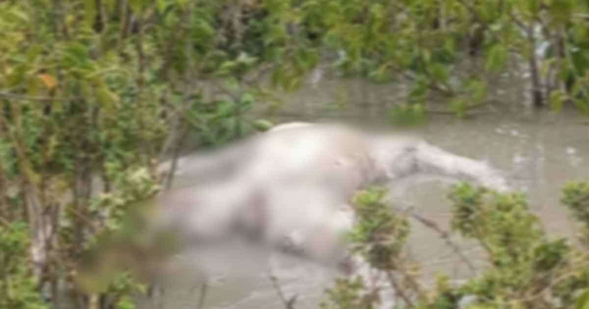 নোয়াখালীর নিঝুমদ্বীপে ২৪ ঘণ্টা ধরে পড়ে আছে অজ্ঞাত লাশ