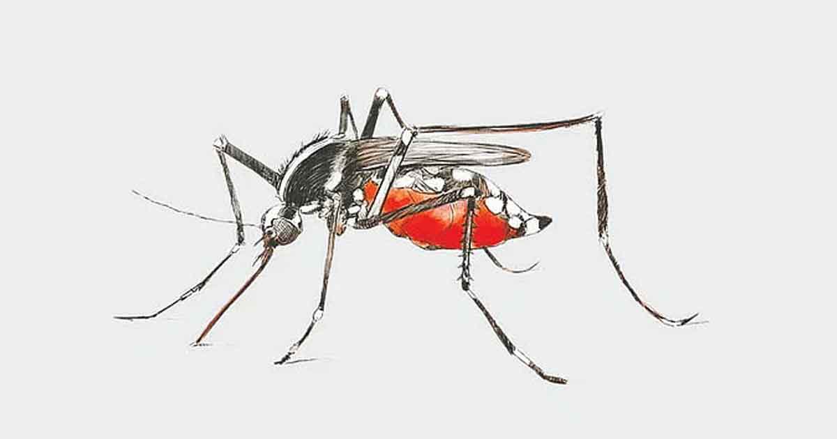 ডেঙ্গুর ভয়াবহতা বাড়ছে, অক্টোবরের পরিস্থিতি নিয়ে উদ্বেগ