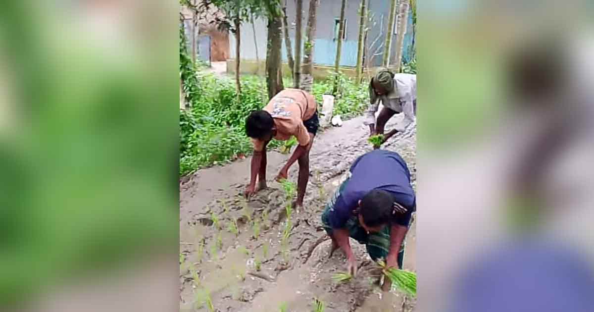 গোপালপুরে ৩ কিলোমিটার সড়কের বেহাল দশা, উপায় না পেয়ে রাস্তায় ধান চাষের উদ্যোগ এলাকাবাসীর