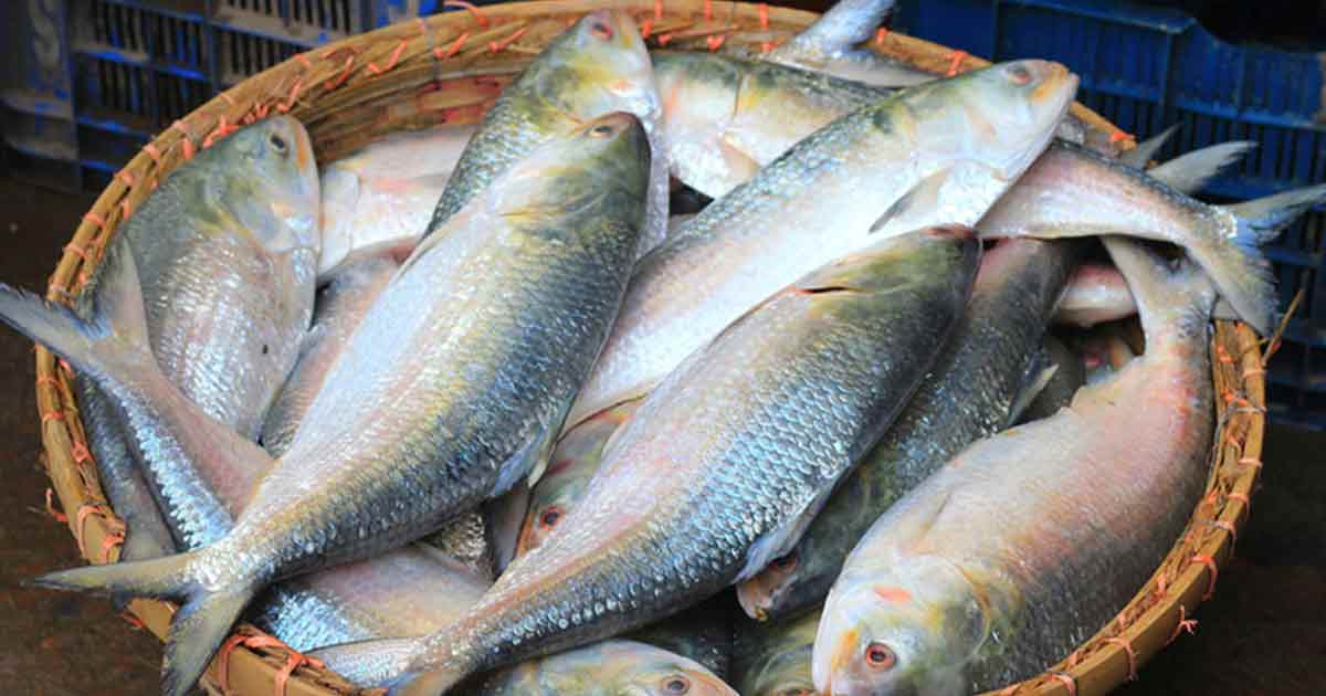 দুর্গাপূজার আগে বাংলাদেশের ইলিশ চায় ভারত, সরকারের কাছে আবেদন