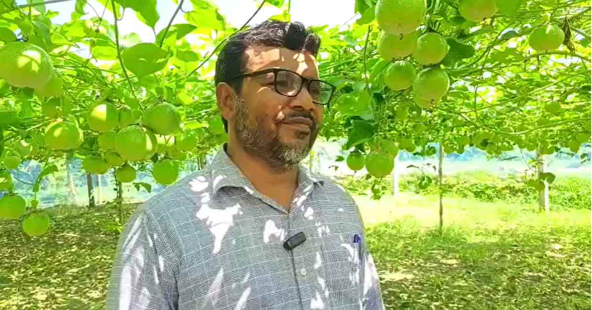 প্যাশন ফ্রুটের বাম্পার ফলন, এক  বিঘায় ১০ লাখ টাকা আয়ের স্বপ্ন কৃষকের