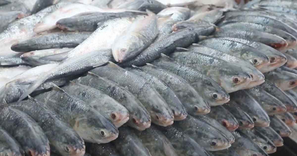 ভরা মৌসুমেও বাজারে নেই ইলিশ
