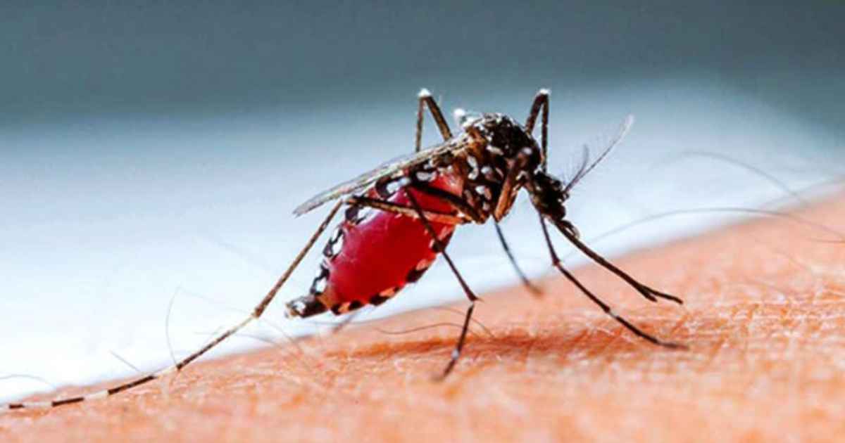 ডেঙ্গুর সর্বোচ্চ সংক্রমণ সামনে, সতর্কবার্তা স্বাস্থ্য প্রতিমন্ত্রীর