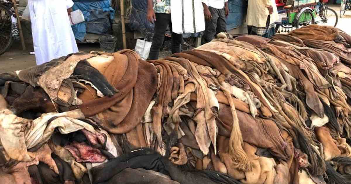 ঈদের চামড়ার বাজারে ধস, হতাশ ব্যবসায়ীরা
