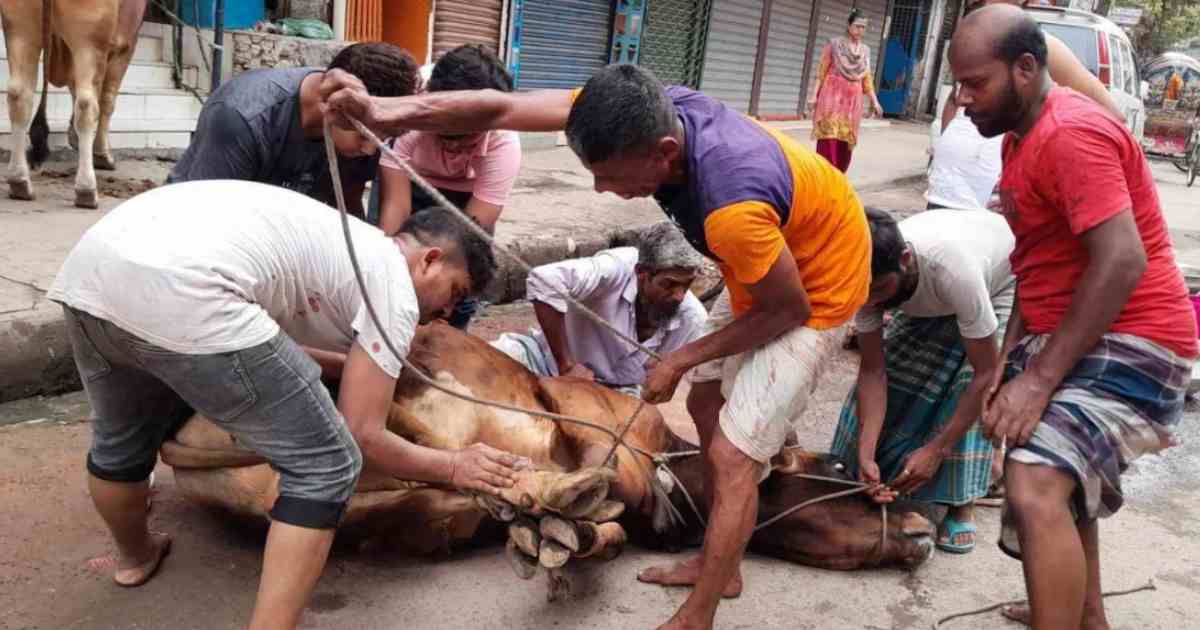 ঈদের দ্বিতীয় দিনেও কোরবানিতে ব্যস্ত নগরবাসী