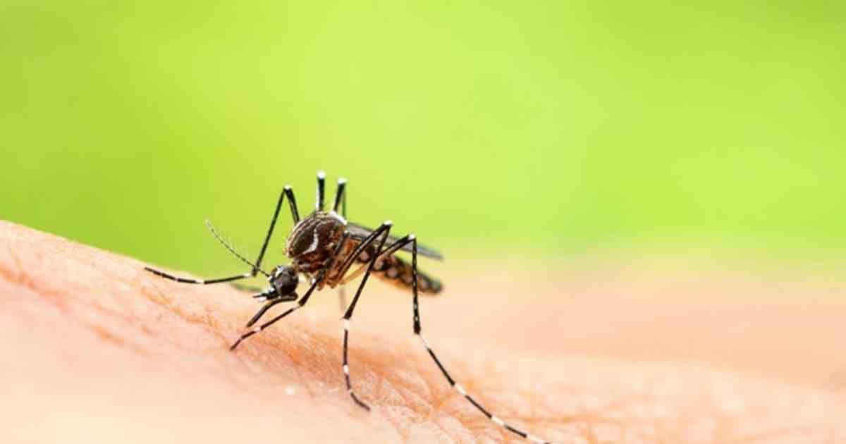 দেশজুড়ে ভয়াবহ ডেঙ্গু সংক্রমণের শঙ্কা