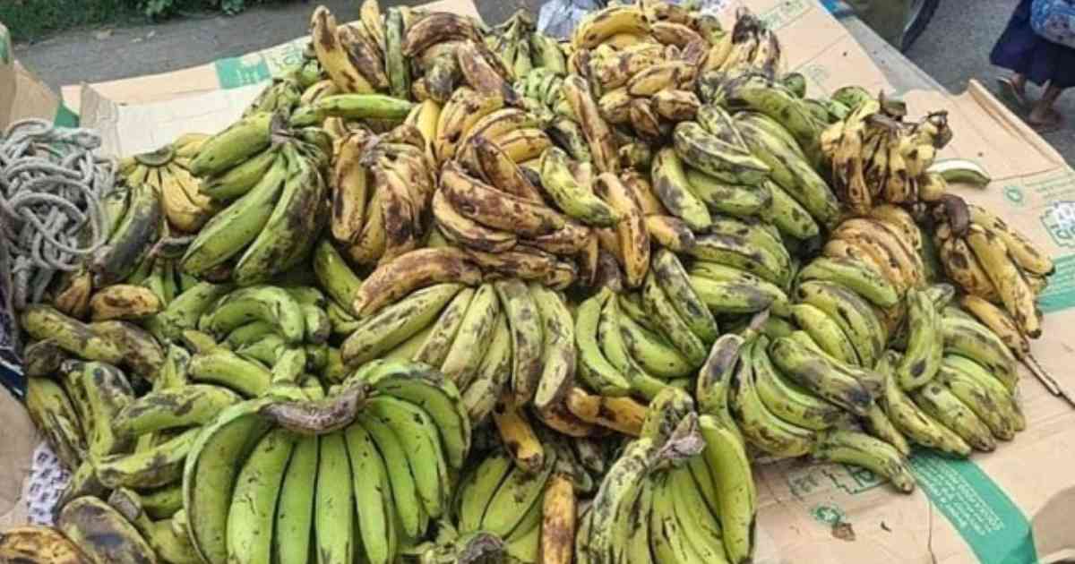 স্কুল ফিডিংয়ের রুটিতে পোকা, স্বাস্থ্যঝুঁকিতে শিক্ষার্থীরা