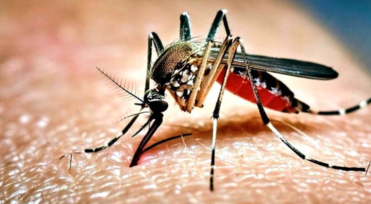 ডেঙ্গুতে আক্রান্ত হয়ে আরও ৬ জনের মৃত্যু