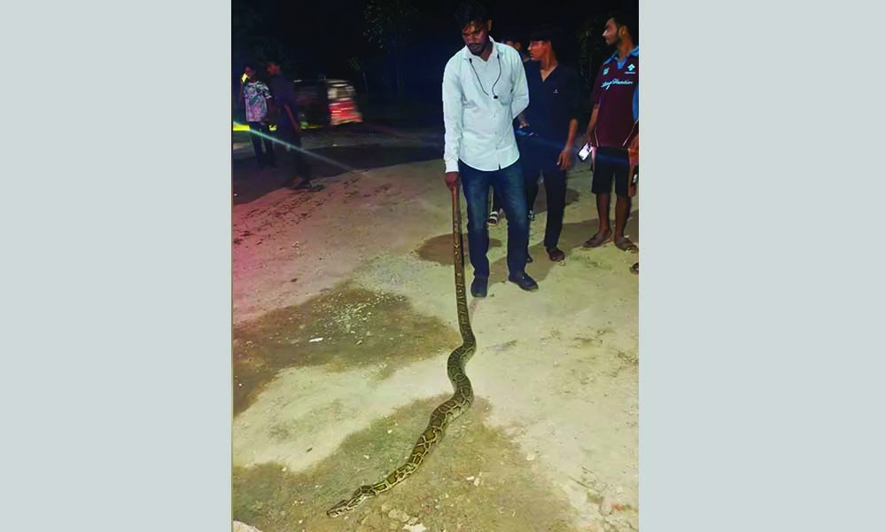 গাজীপুরে মহাসড়কের পাশে মিলল অজগর