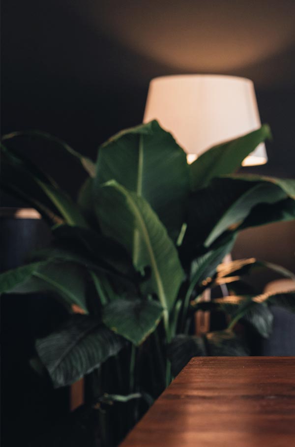 Plant Image