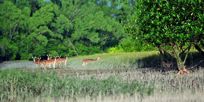 Sundarban