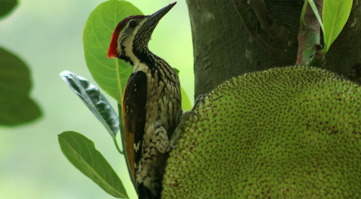 ০৫ জুন, ২০২৪